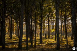 Couleurs d'automne en forêt - Photo : © Sebastien Desnoulez Photographe auteur