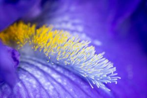 Piltils d'iris - Photo : © Sebastien Desnoulez Photographe Auteur