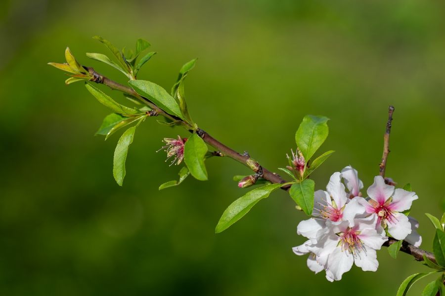 Branche d’amandier en fleurs au printemps - Photo : © Sebastien Desnoulez photographe d'ambiances et de paysage