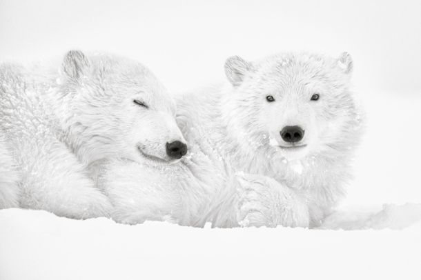 Arctic Emotion - Photo : © Kyriakos Kaziras