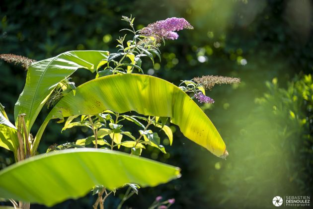 Festival des Jardins de Chaumont sur Loire photo Sebastien Desnoulez photographe paysagiste 1