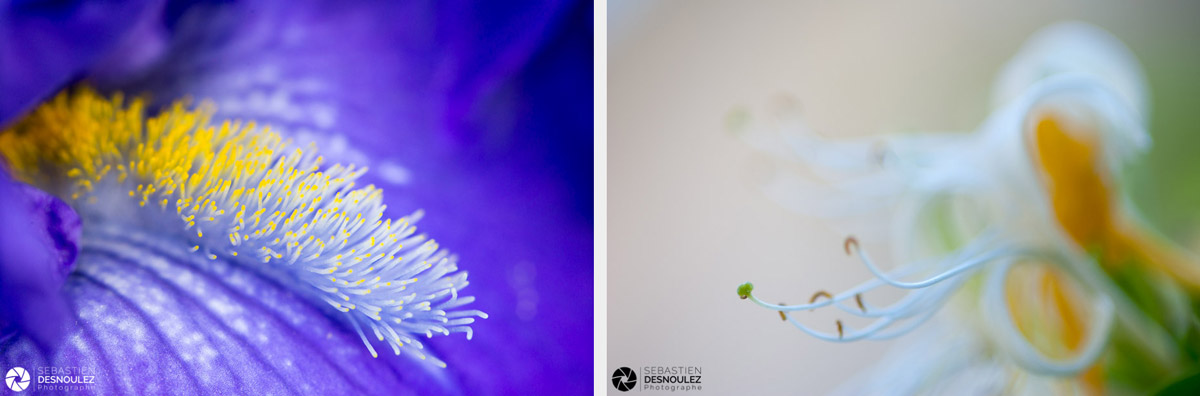 <strong>Pistils & Co<span><br /><small><figcaption>Photos de pistils de fleurs d iris et de chèvrefeuille photographiés en macro par Sebastien Desnoulez</figcaption><small><br /><b>voir en plein écran</b></span></strong><i>→</i>