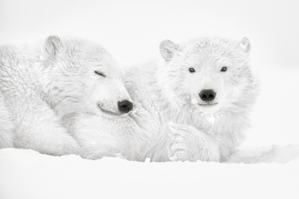 Réalisation de la vidéo Arctic Emotion de Kyriakos Kaziras