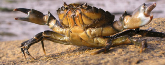 Attaque de crabe à Plougreskan - Photo : © Sebastien Desnoulez photographe d'ambiances et d'architecture