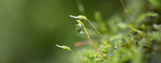 Mini écosystème après la pluie - Photo : © Sebastien Desnoulez photographe d'ambiances et de nature