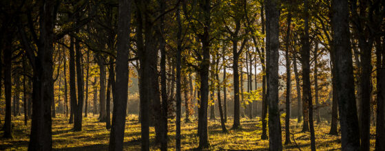 Couleurs d'automne en forêt - Photo : © Sebastien Desnoulez Photographe auteur