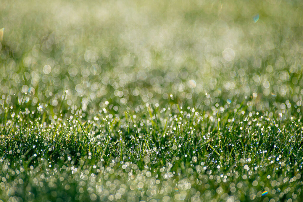 Dew, Brittany - Canon EF 300mm f/2.8 L USM (non-IS) - Photo: © Sebastien Desnoulez