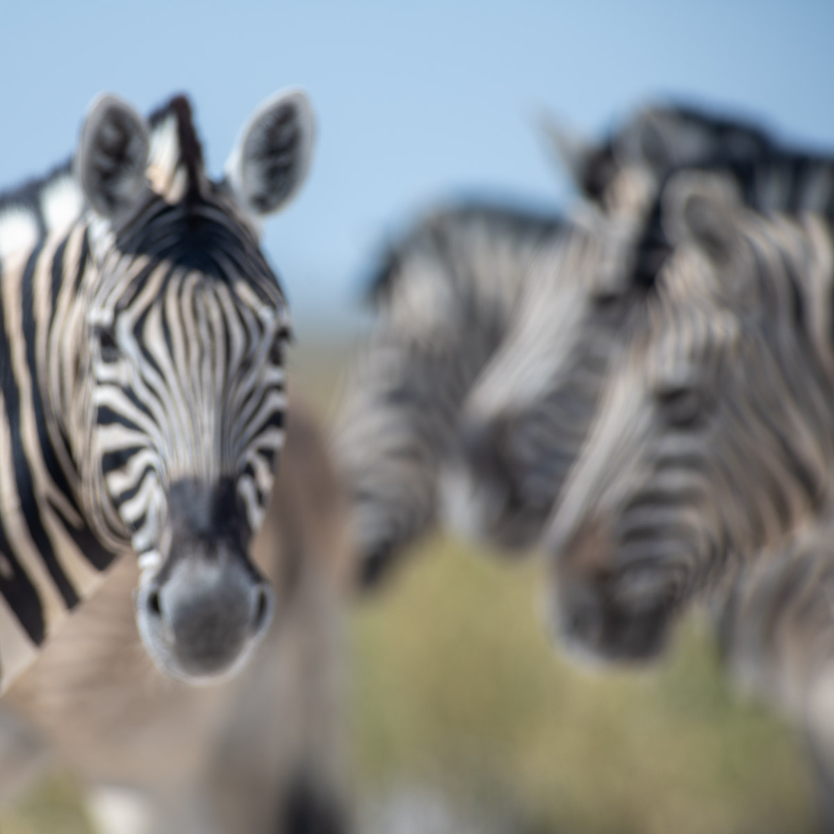 Dans le flou de la savane, Namibie - Photo : © Sebastien Desnoulez Dans le flou de la savane, Namibie - Photo : © Sebastien Desnoulez