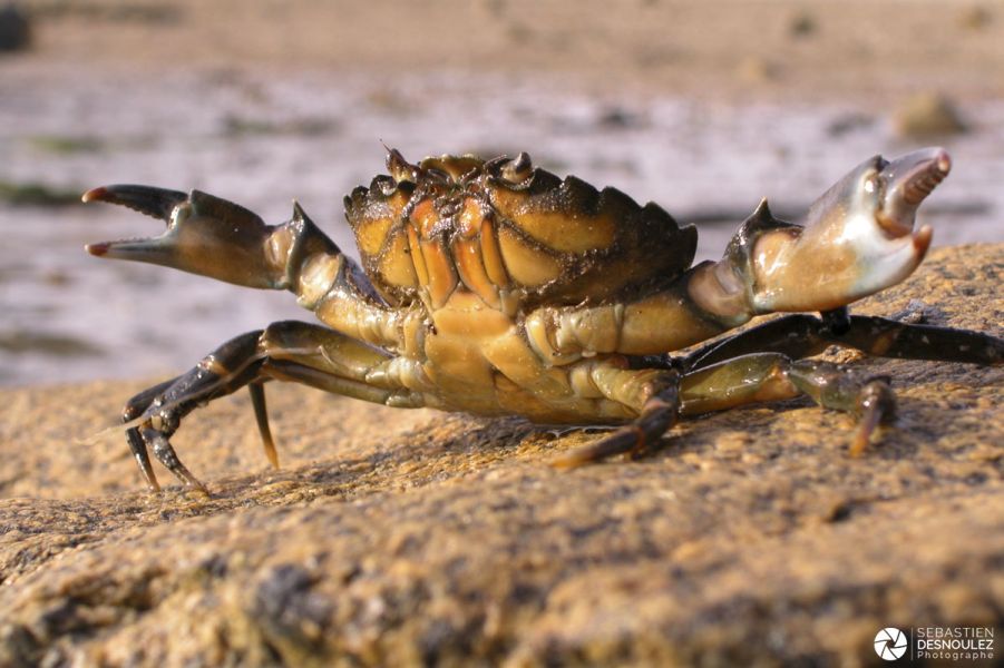 Attaque de crabe à Plougreskan - Photo : © Sebastien Desnoulez