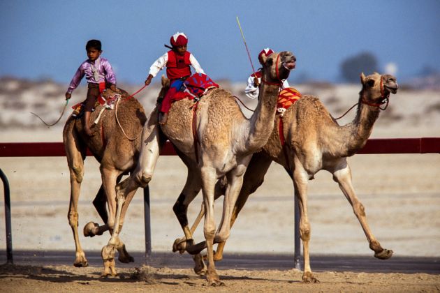 Dubai 1991 - Courses de dromadaires - Photo : © Sebastien Desnoulez