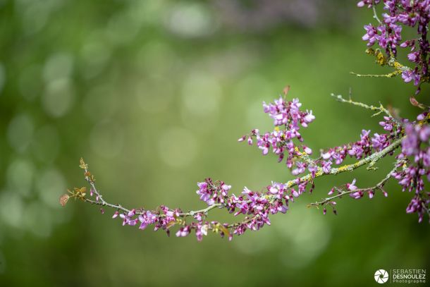 Arbre en fleurs au printemps - Photo : © Sebastien Desnoulez