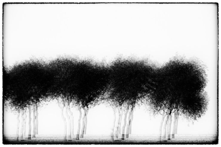 Three times four trees - Série Glitches - Photo&nbsp;: © Sebastien Desnoulez