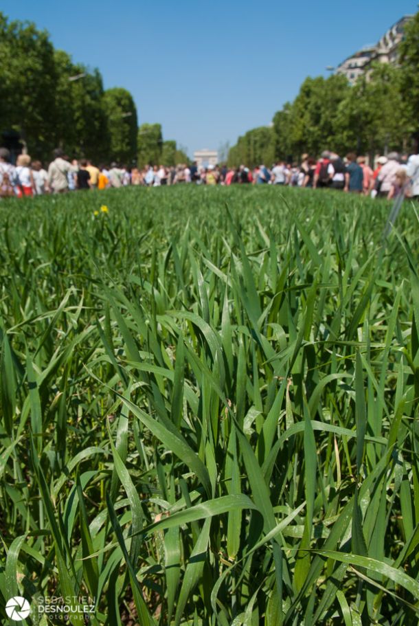 Végétalisation des Champs-Elysées - Installation Nature Capitale - mai 2010 - Photo : © Sebastien Desnoulez
