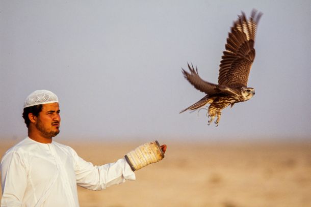 Chasse au faucon à Dubai en 1991 - Photo : © Sebastien Desnoulez